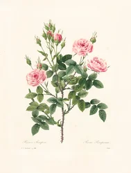 Rosa Pomponia, gravé par Victor, de 